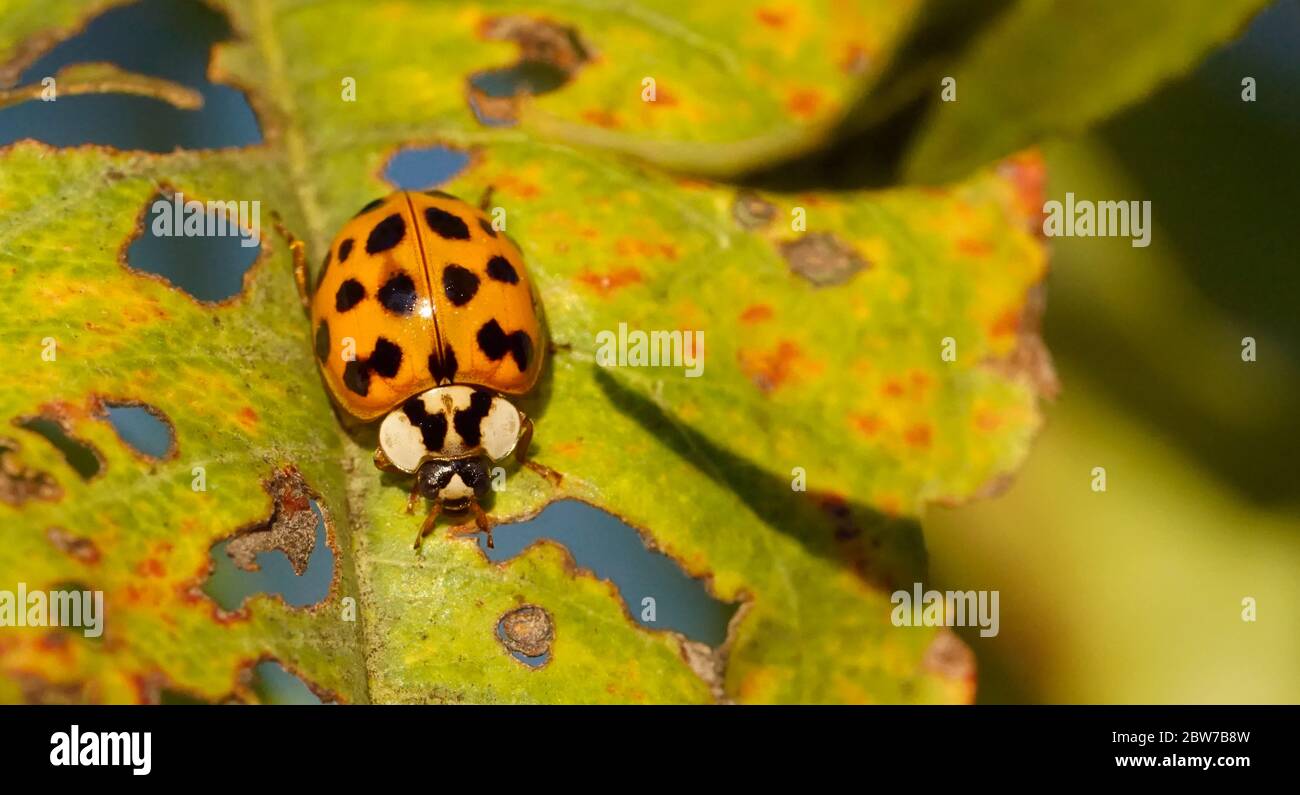 Close up of a ladybug on leaf Stock Photo