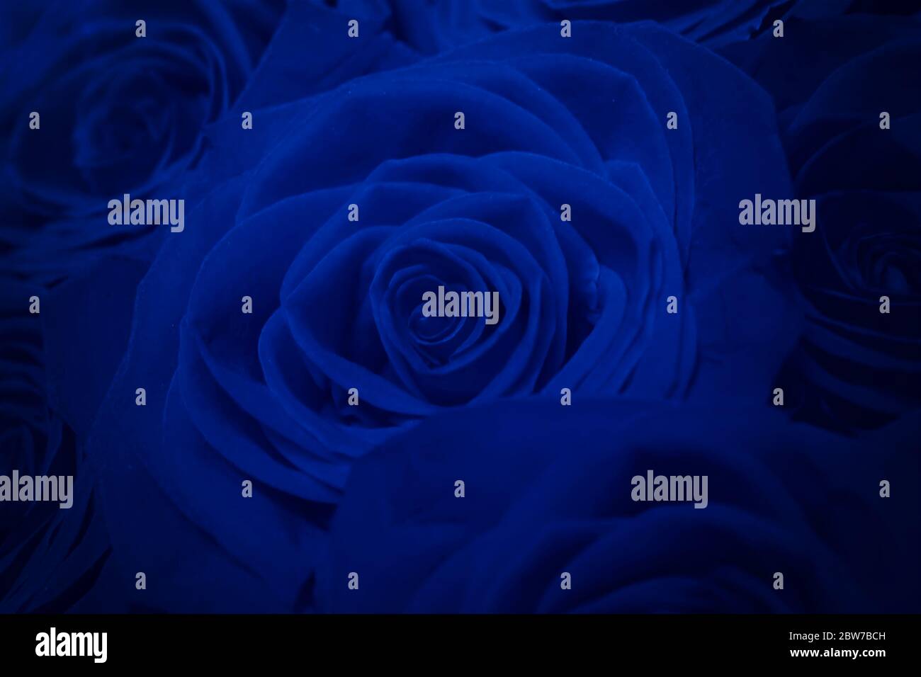 Bouquet Of Beautiful Blue Roses. Blue Creative Tinting. Trend color ...