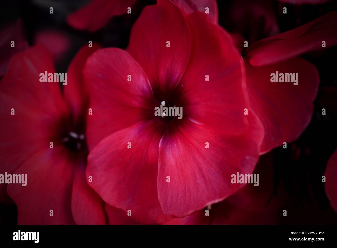 Blooming phlo. Phlox paniculata, fall phlox, garden, perennial or summer phlox. Bright red flowers close-up on a dark backgroundColor outdoor floral m Stock Photo