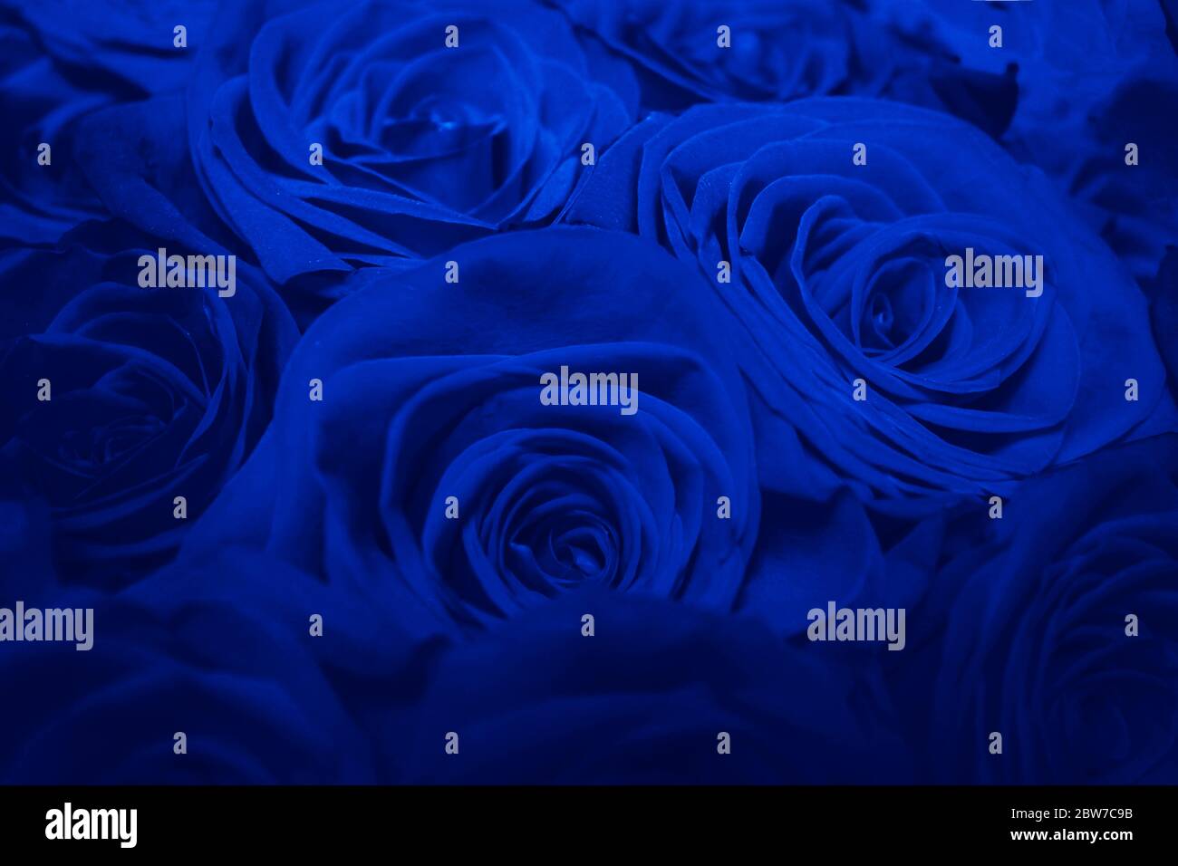 Bouquet Of Beautiful Blue Roses. Blue Creative Tinting. Trend color ...