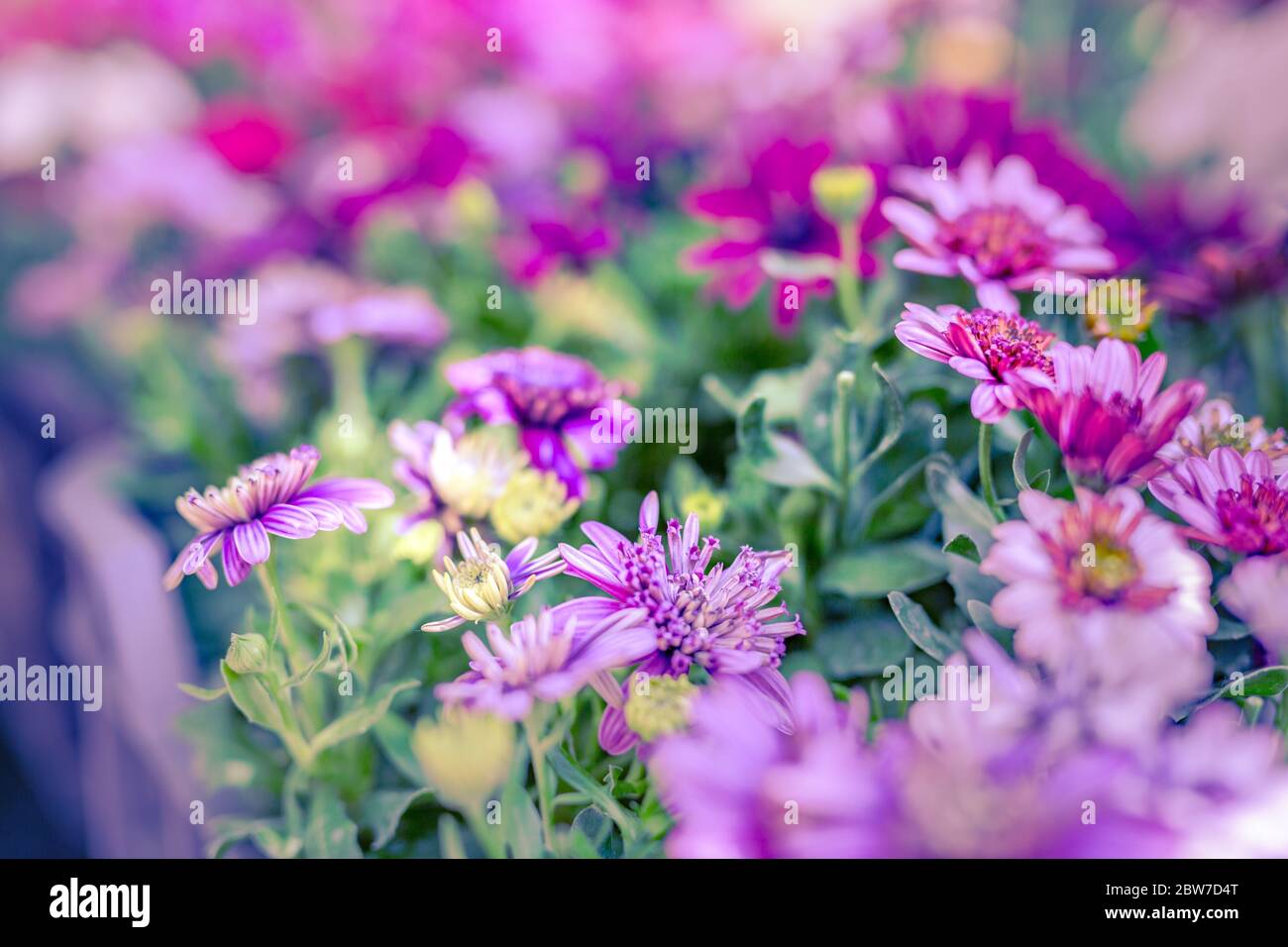 Garden flowers field in colorful bloom with blurred nature background. Stock Photo