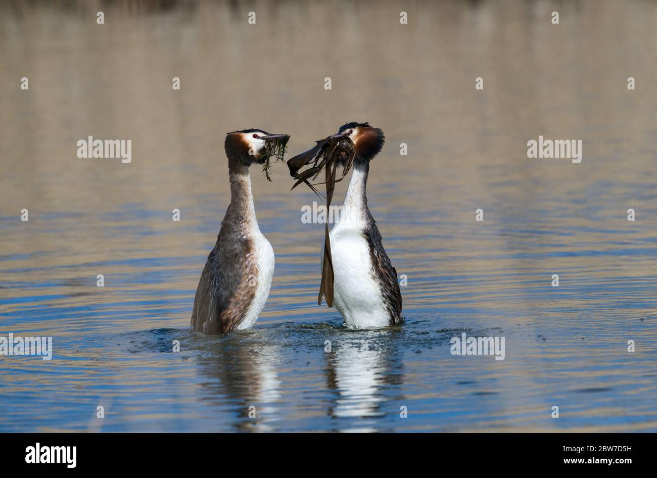 British Weed High Resolution Stock Photography and Images - Alamy