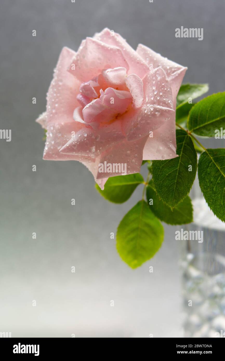 A single pink rose with water droplets in a vase Stock Photo