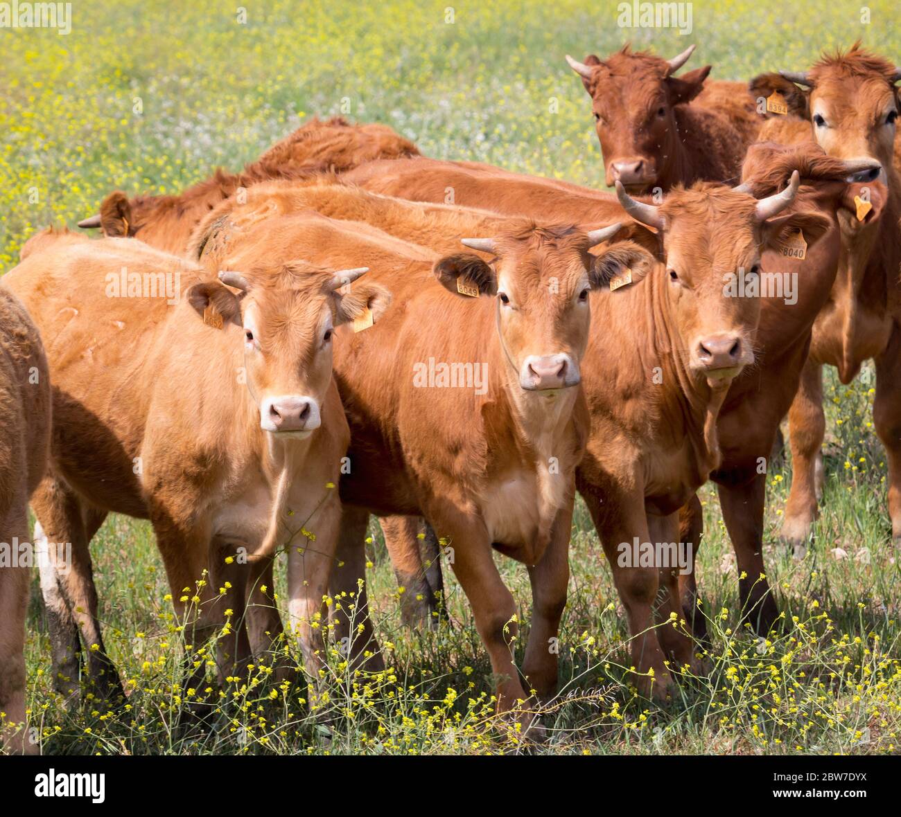 near Puerto de la Encina, Seville Province, Andalusia, southern Spain.  Herd of curious cows in field. Stock Photo