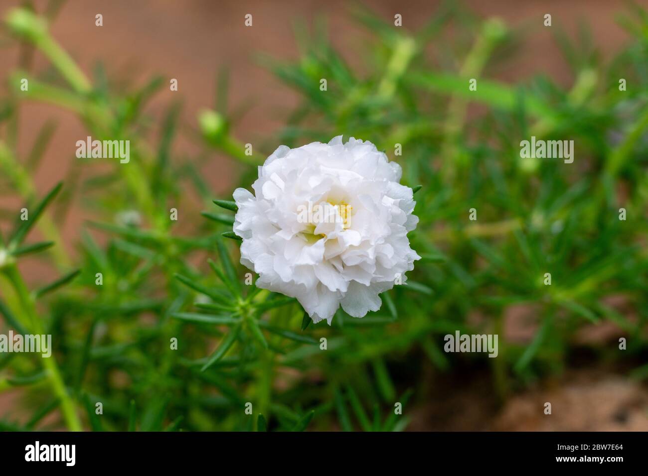 White flower in the garden called Common Purslane, Verdolaga, Pigweed, Little Hogweed, Portulaca, sun plant or Pusley. Stock Photo