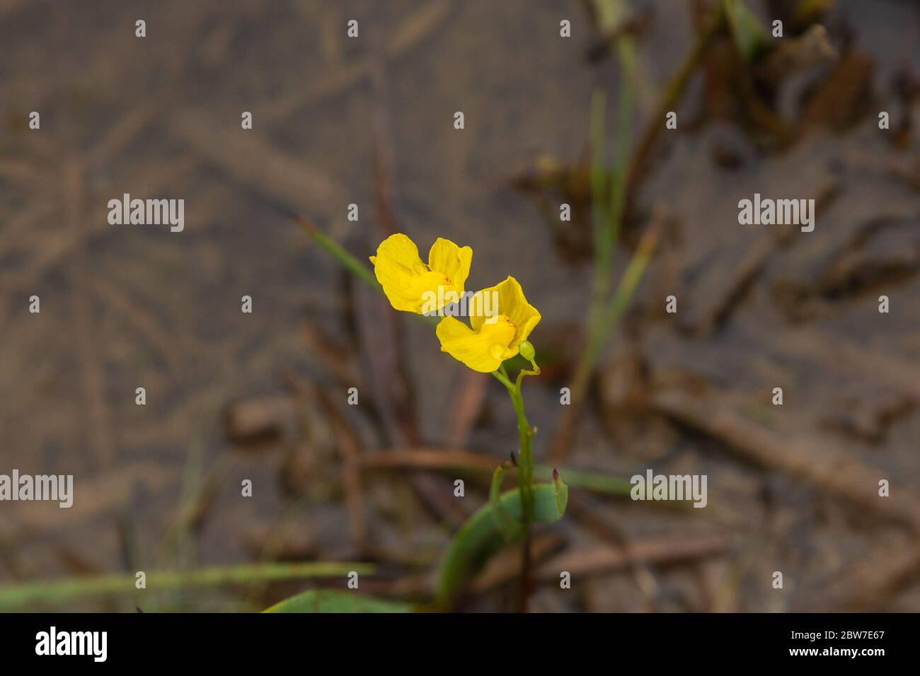 Bladderwort (Utricularia gibba) in Santa Rosa County, Florida, USA Stock Photo
