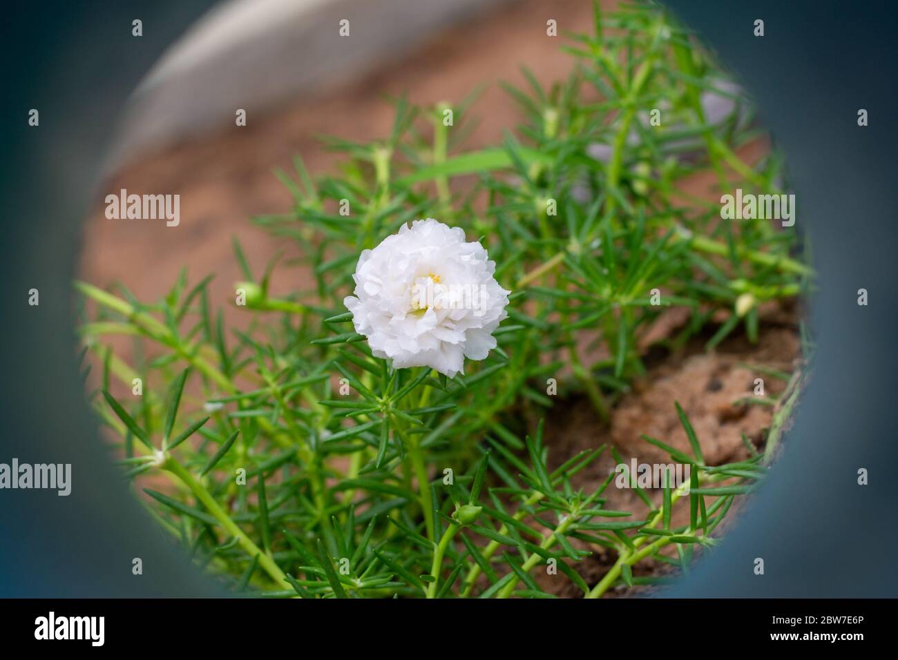 White flower in the garden called Common Purslane, Verdolaga, Pigweed, Little Hogweed, Portulaca, sun plant or Pusley. Stock Photo