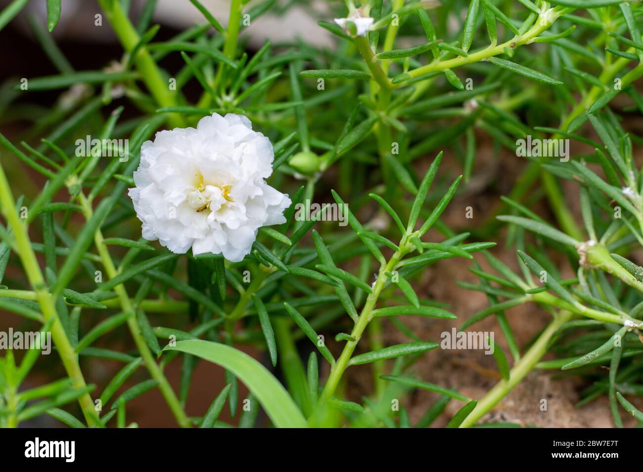 A white common purslane (Portulaca oleracea) flowers in a side view among a set of other white flowers and its juicy leaves. Stock Photo