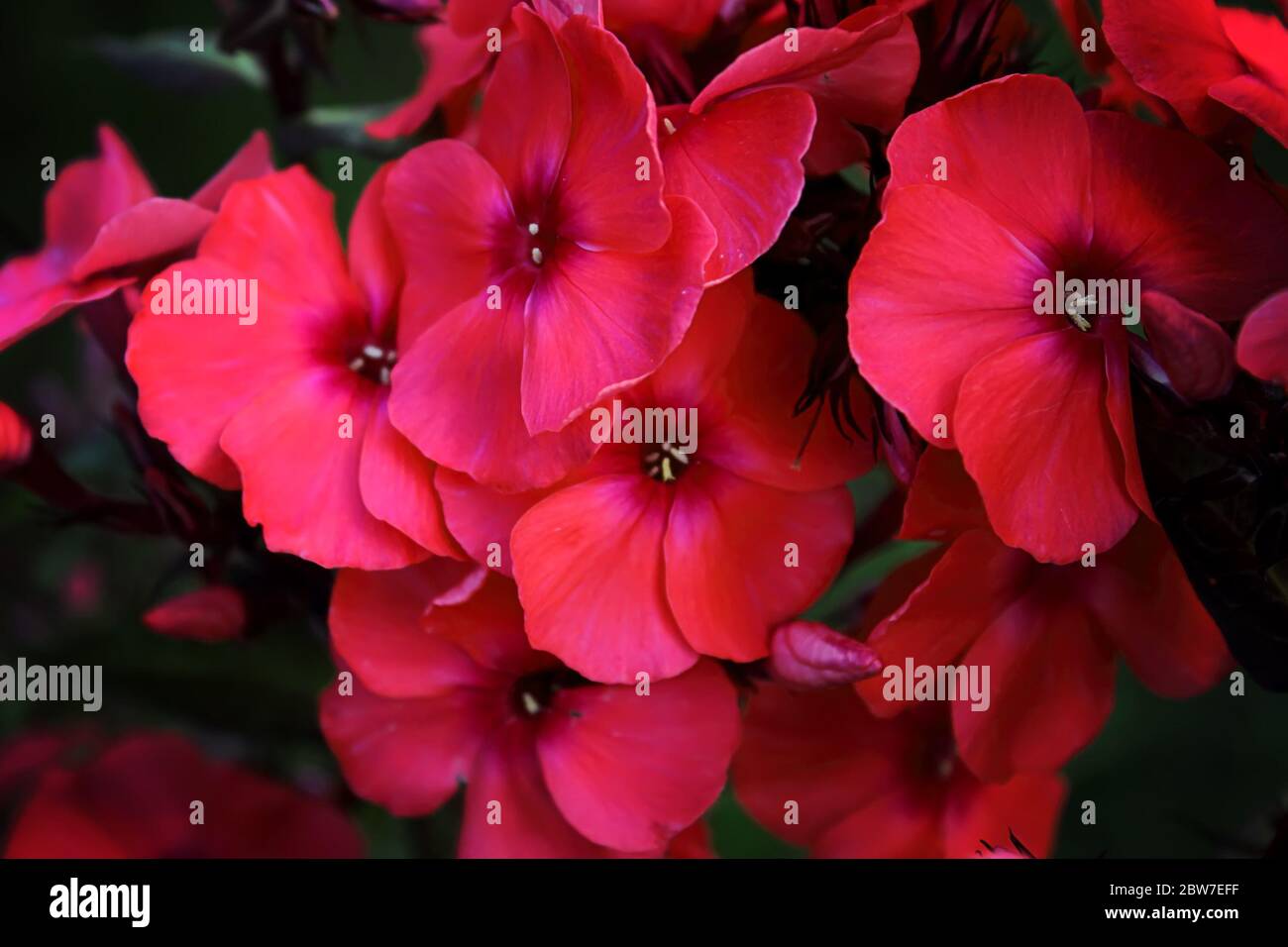 Large clusters of pink Garden Phlox flowering plant on brown background with leaves. Pink phlox flowers in the garden. It is theme of seasons. A close Stock Photo