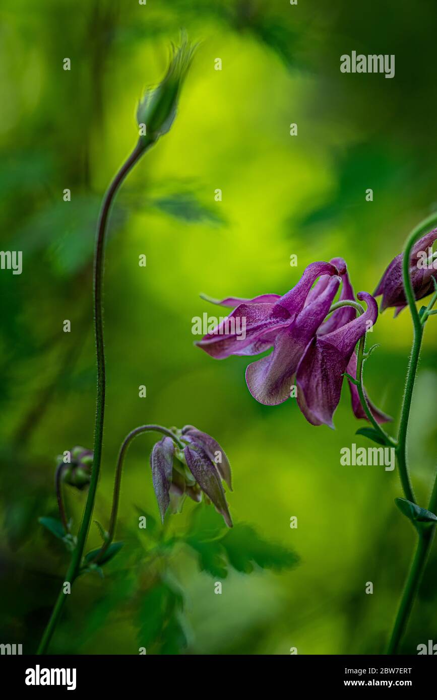 Nature is beautiful and also wild. The purple aquilegia struggles for light in the dark undergrowth. Stock Photo