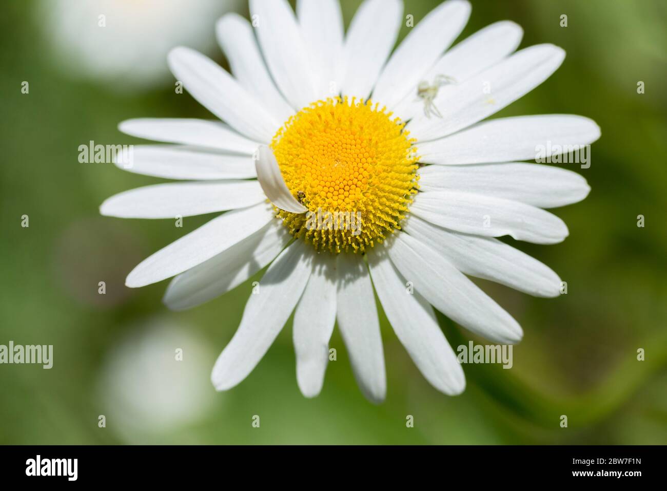 Oxeye daisey Leucanthemum vulgare with small white crab spider out of focus and a stray white narrow petal growing from the yellow centre area Stock Photo