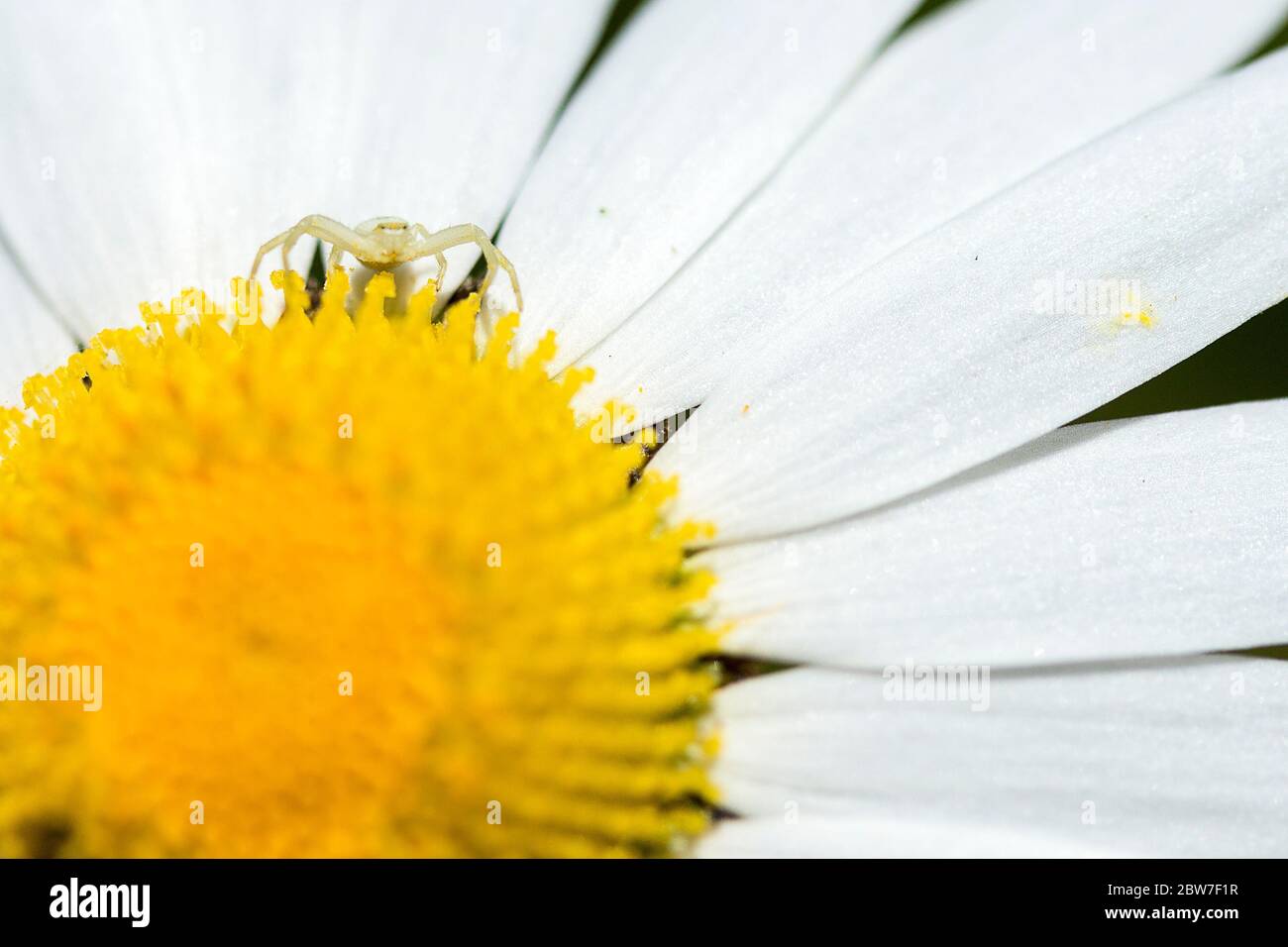 Oxeye daisey Leucanthemum vulgare with small white crab spider Misumena vatia on top of the yellow centre with a long narrow white petal backdrop. Stock Photo