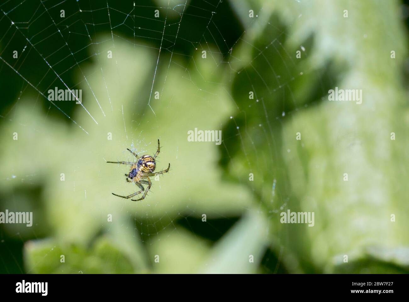 Small garden spider on web, amber yellow body white markings on rear end outlined in black, has square ring of white dots on underside of abdomen. Stock Photo
