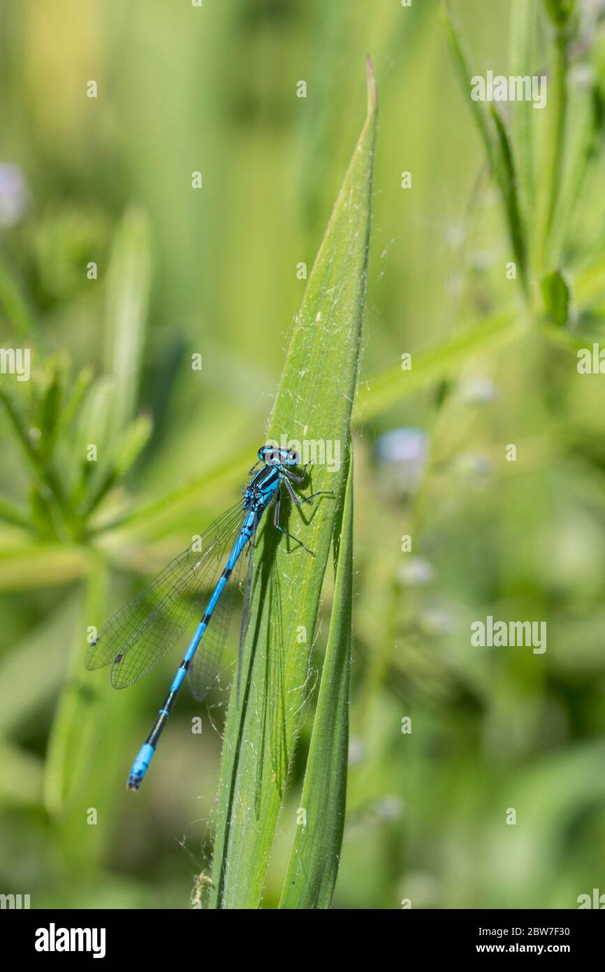 Damselfly male sky blue (common coenagrion puella) blue long slender body with back bands and u shape on 2nd segment of abdomen blue and black eyes Stock Photo