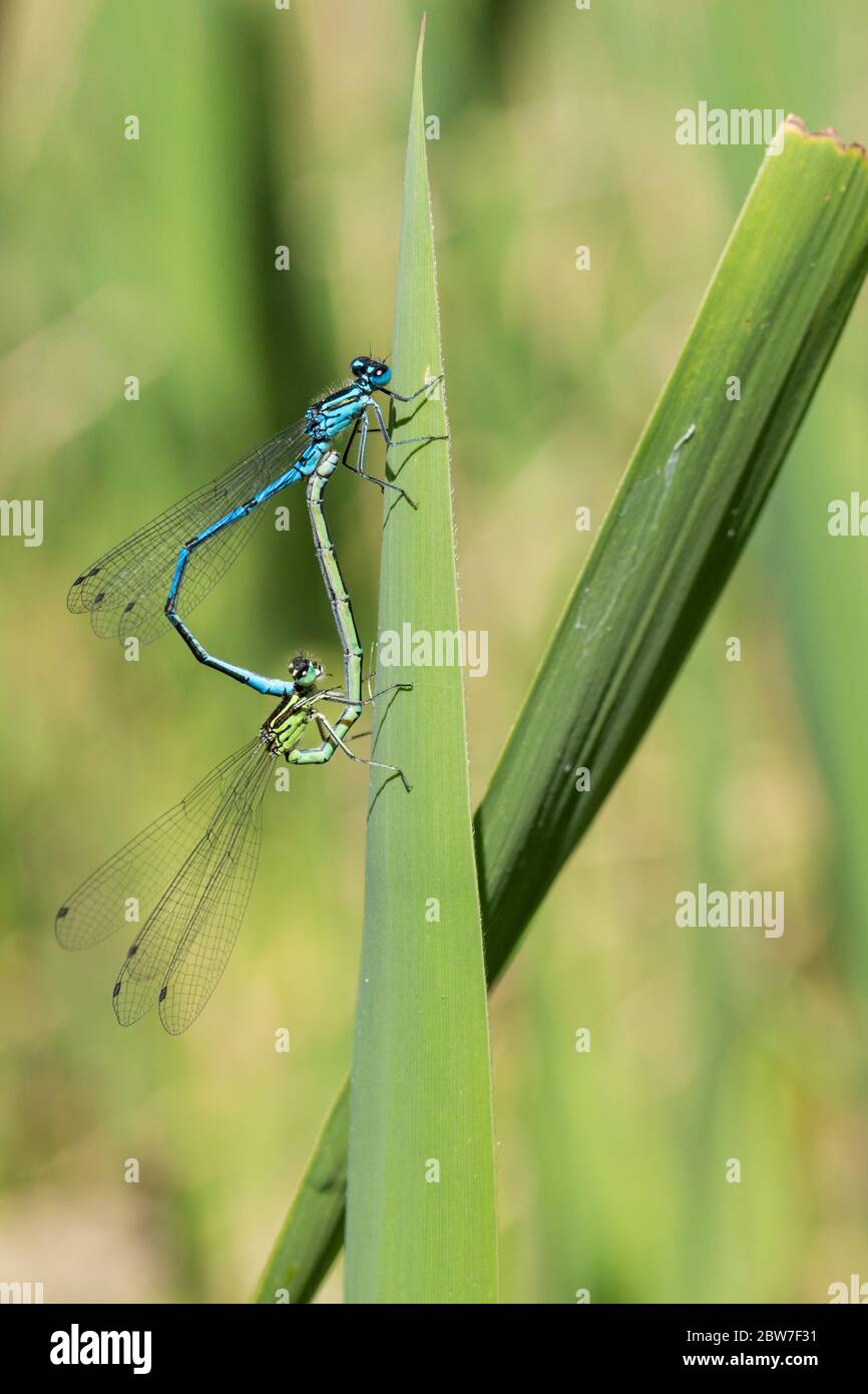 Damselflies mating (common coenagrion puella) Electric sky blue male with black bands along abdomen with u shaped marking and green and black female Stock Photo