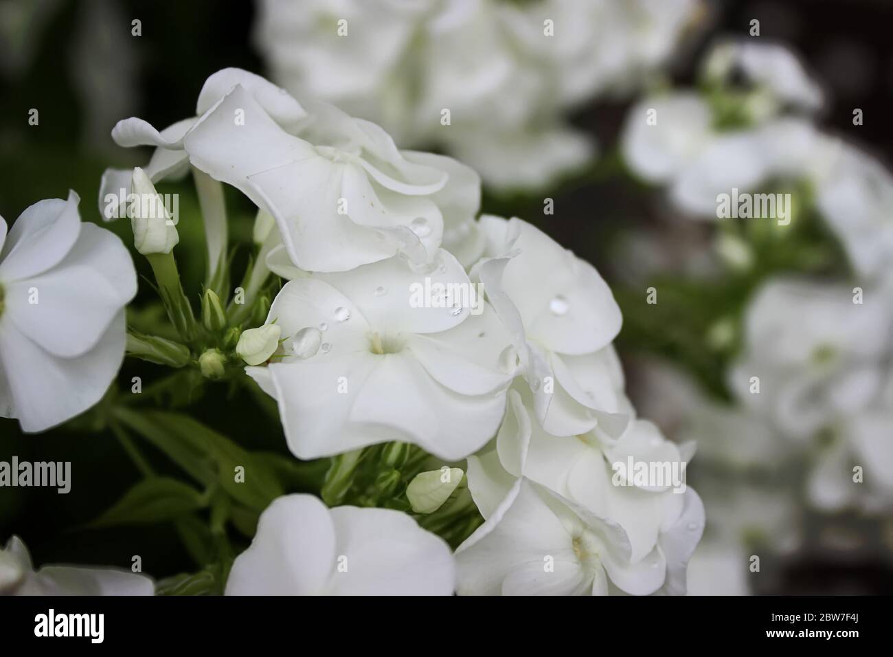 Large clusters of white Garden Phlox flowering plant on brown background with leaves. White phlox flowers in the garden. It is theme of seasons. A clo Stock Photo