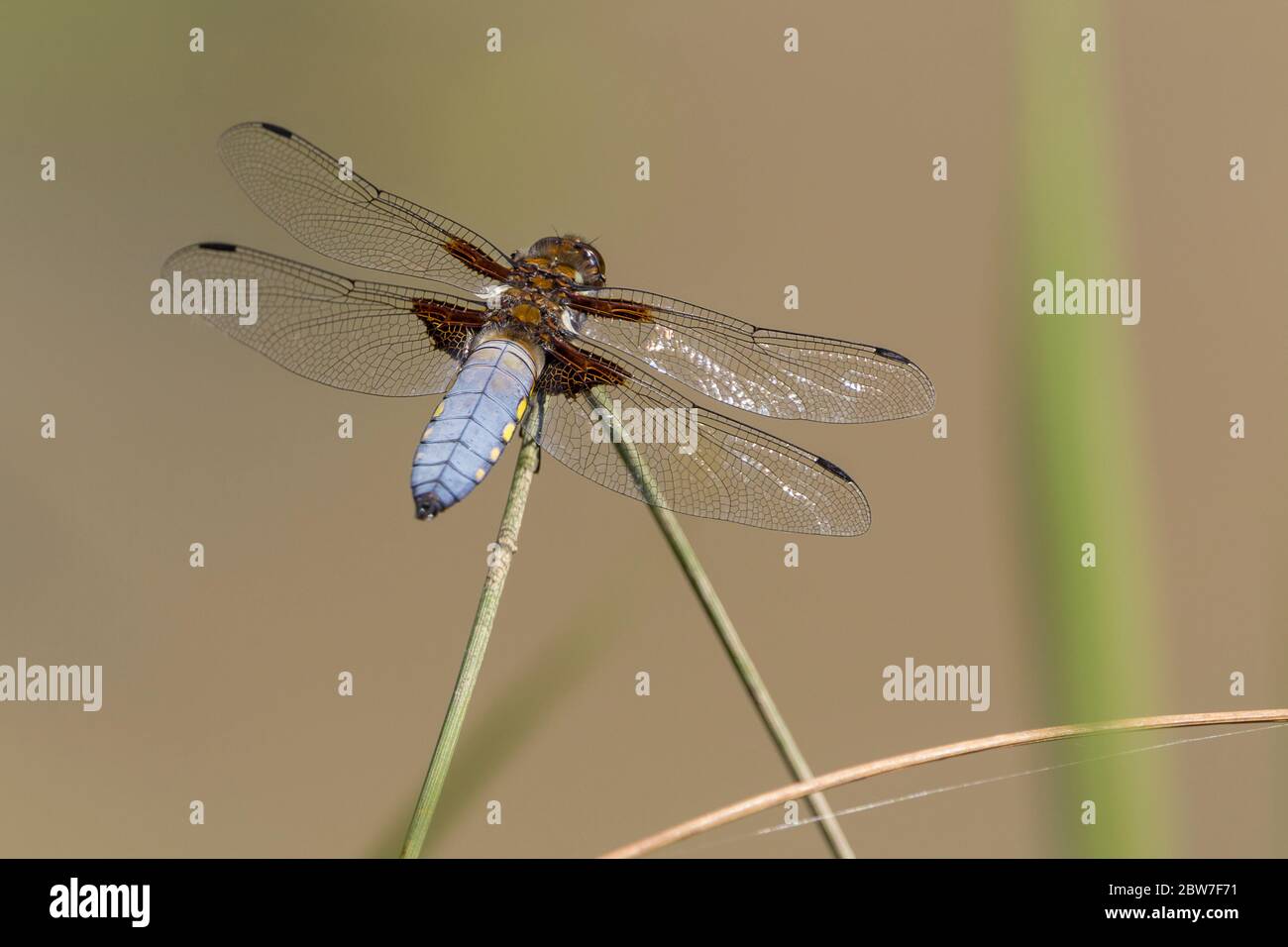 Broad bodied chaser Libellula depressa male sky blue abdomen with yellow spots on side of each segment wings dark brown at base black spots on tips Stock Photo