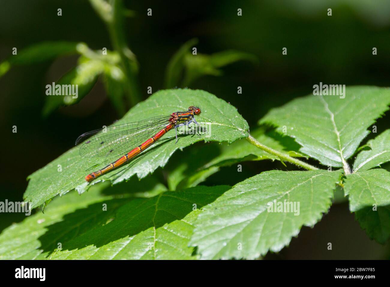 Large red damselfly Pyrrhosoma nymphula bright red long slender body marked with black has red compound eyes and dark dots on each of four wing tips Stock Photo