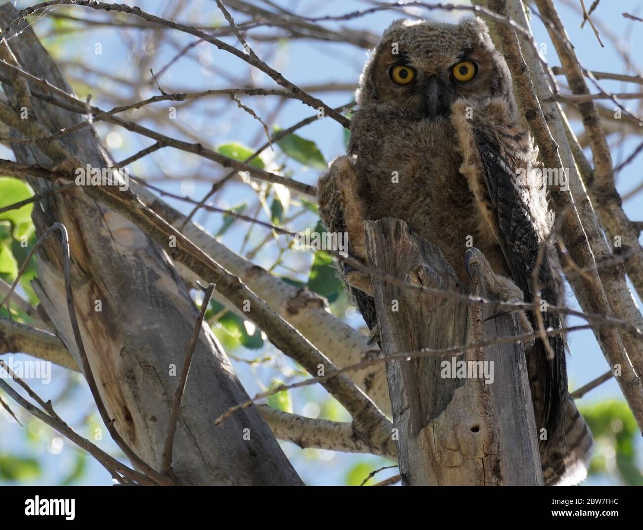 A Great Horned Owl fledgling sitting in a tree waiting for its wings to be strong enough to fly. Stock Photo