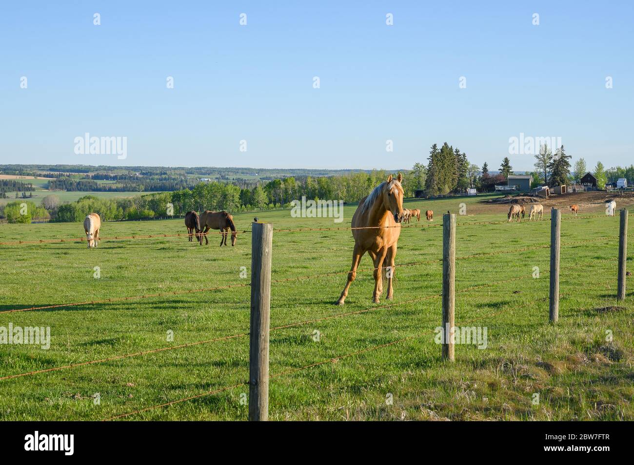 Sundre, Alberta, Canada May 28, 2020 A herd of horses graze in a pasture near ranch buildings Sundre, Alberta, Canada May 28, 2020 A herd of horses graze in a pasture near ranch buildings