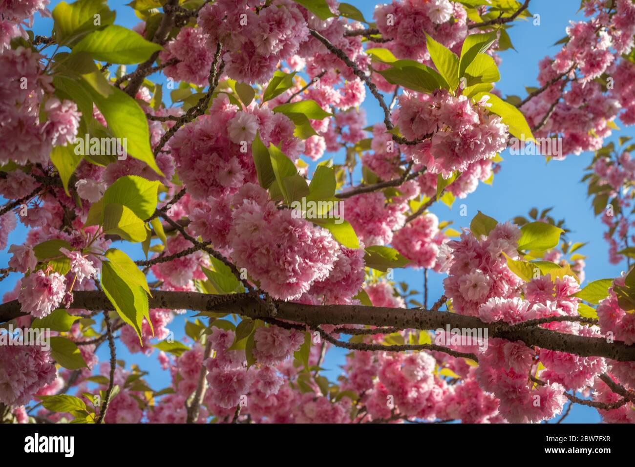 Sunlight on cherry blossom hi-res stock photography and images - Alamy