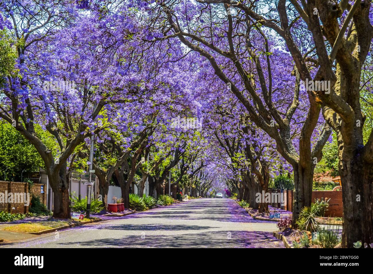 Purple blue Jacaranda mimosifolia bloom in Johannesburg street during spring in October in South Africa Stock Photo
