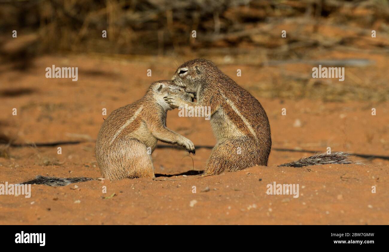 ground squirrels playing Kgalagadi, Kalahari Stock Photo