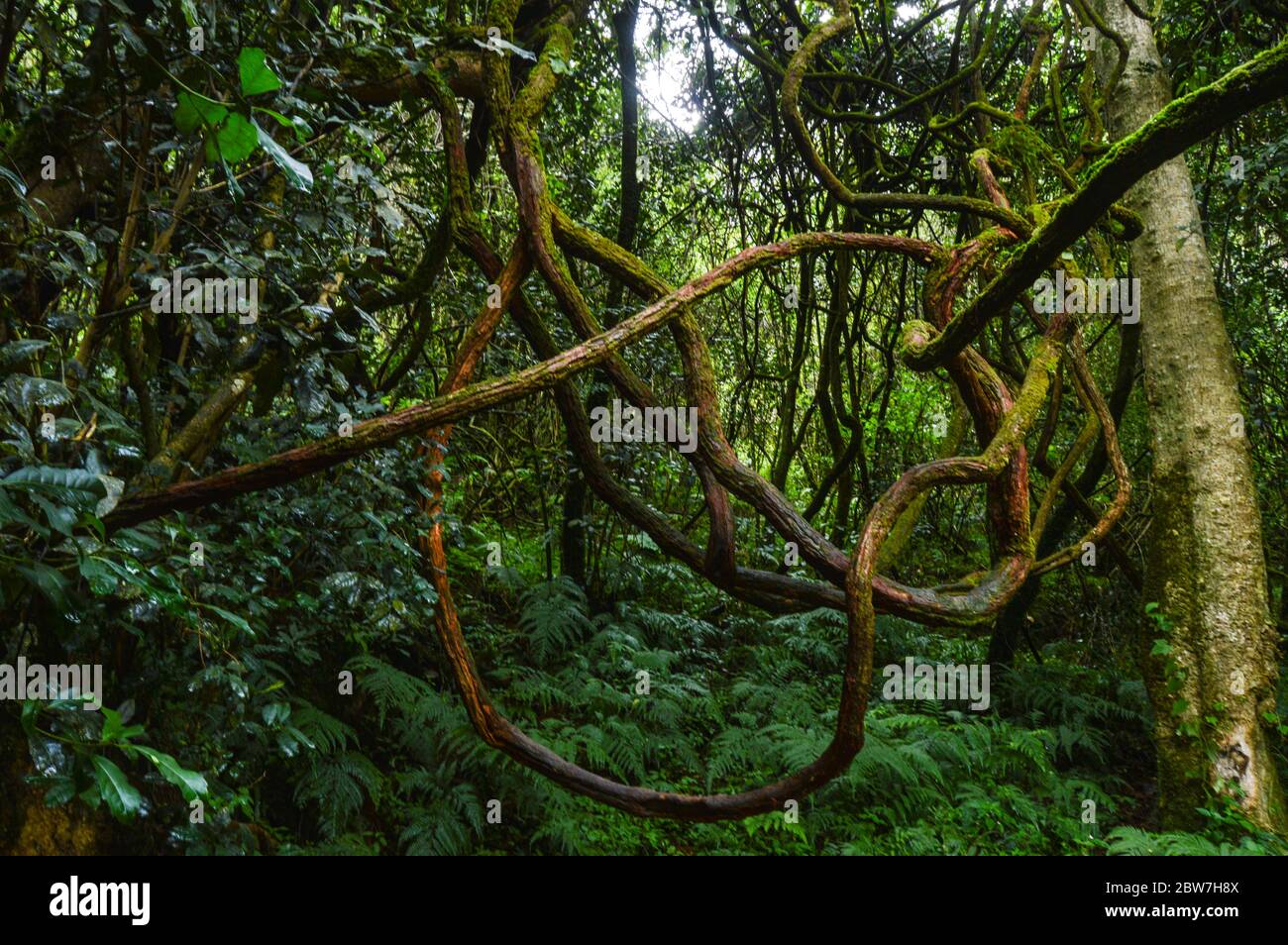 Secluded green deciduous and indigenous forest walkway to Lone creek ...