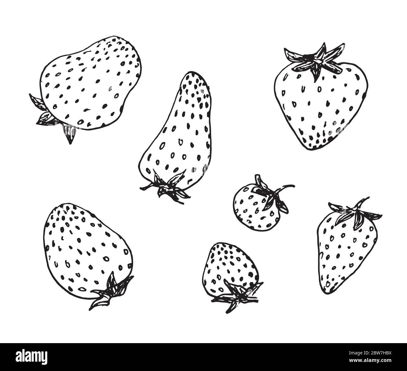 Set of strawberry ink hand drawn sketch on white background Stock ...