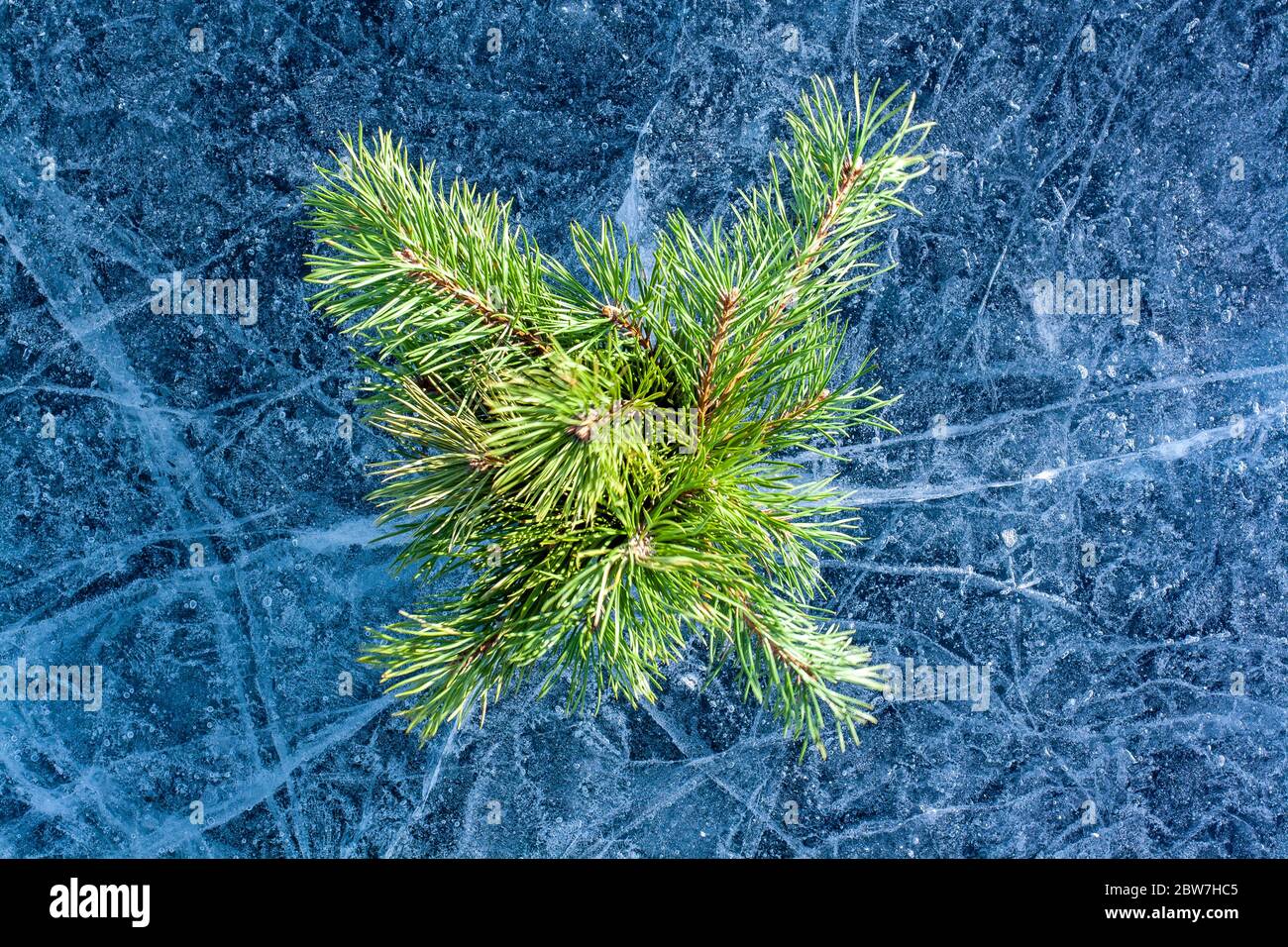 Coniferous branches on amazing ice in the style of a flat lay. Ice with cracks and patterns. Pine branches for winter decoration. Horizontal. Stock Photo
