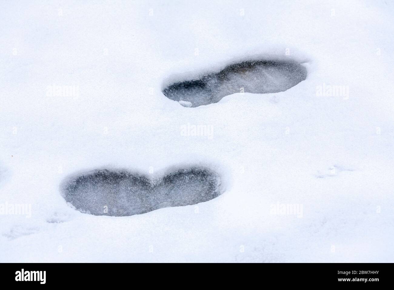 Two footprints in the winter snow Stock Photo