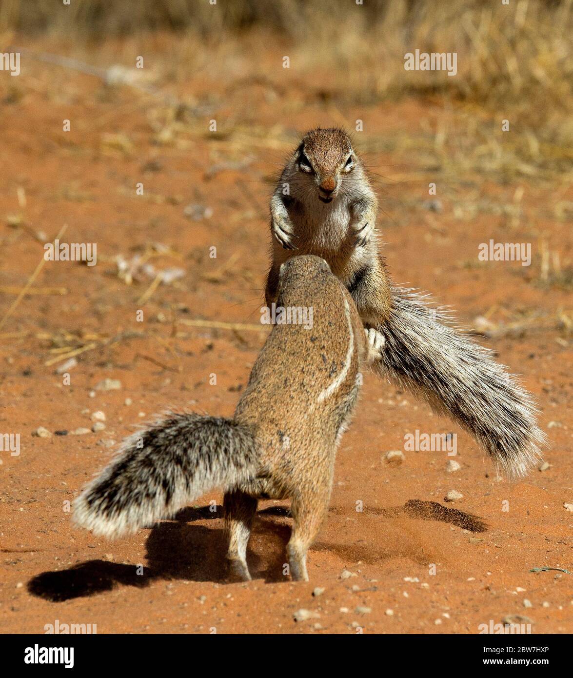 ground squirrels playing Kgalagadi, Kalahari Stock Photo