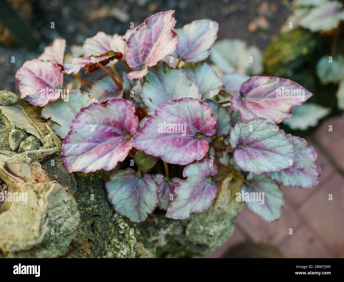 Small ornamental plants used for gardening trays Stock Photo Alamy