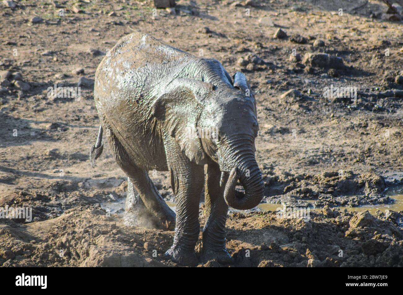 A cute and adorable African baby elephant playing in mud in Kruger