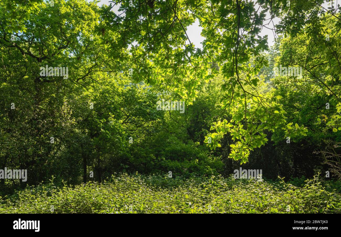 Woodland trees burst into leaf on a fine spring moring in the Westwood in Beverley, Yorkshire, UK. Stock Photo