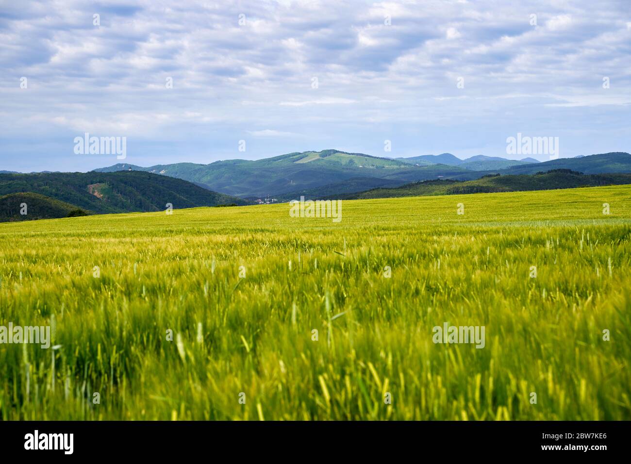 Green meadow under blue sky with clouds Stock Photo - Alamy