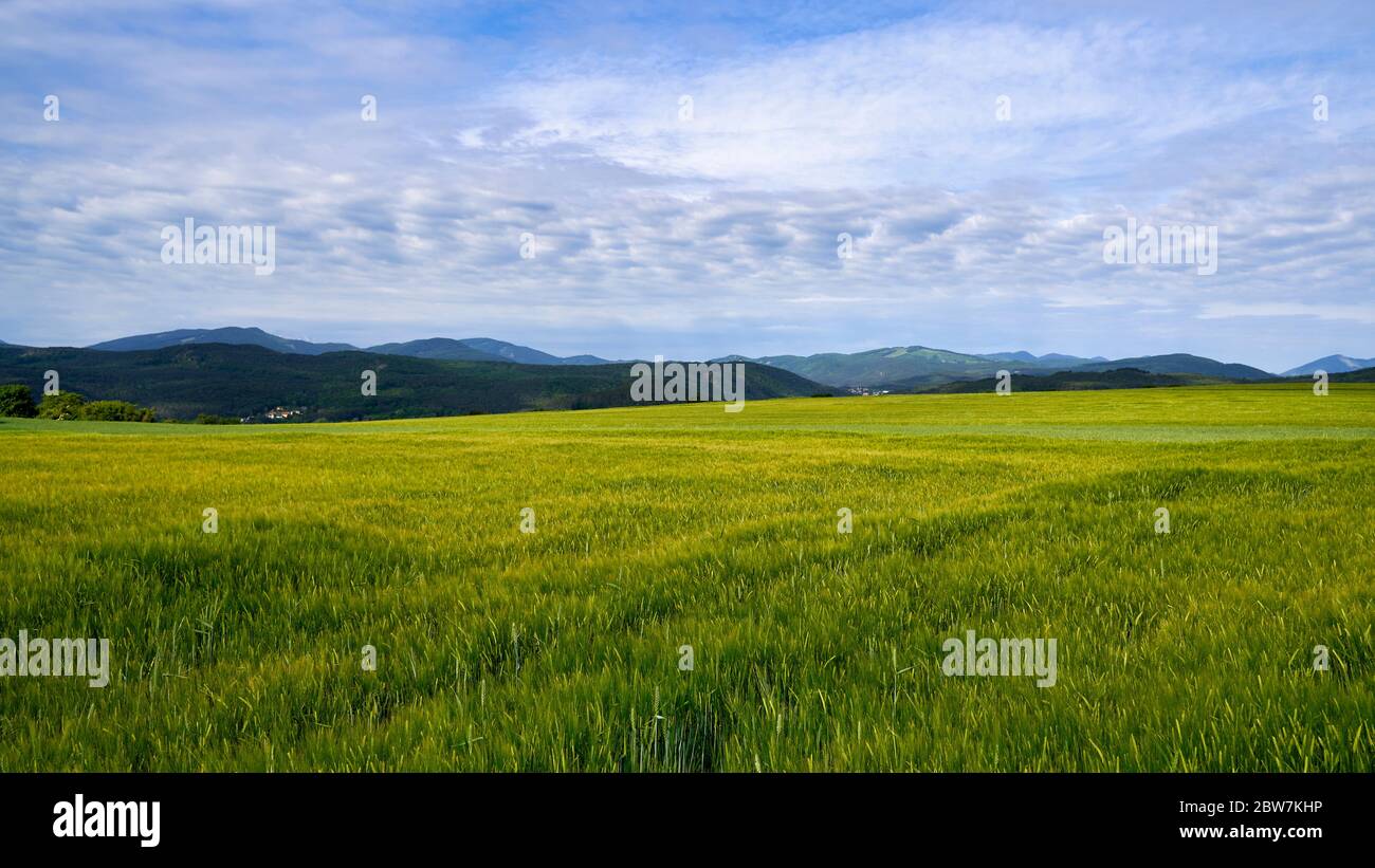 Green meadow under blue sky with clouds Stock Photo - Alamy