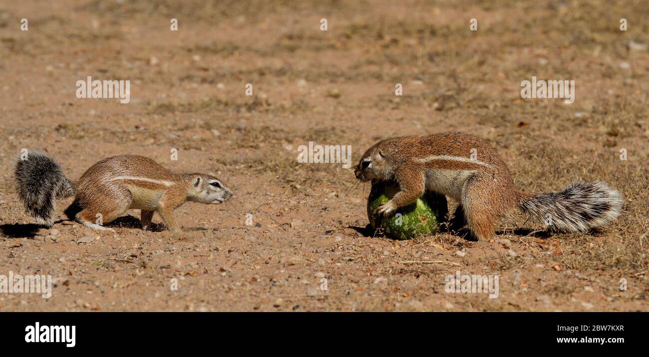 ground squirrels playing Kgalagadi, Kalahari Stock Photo