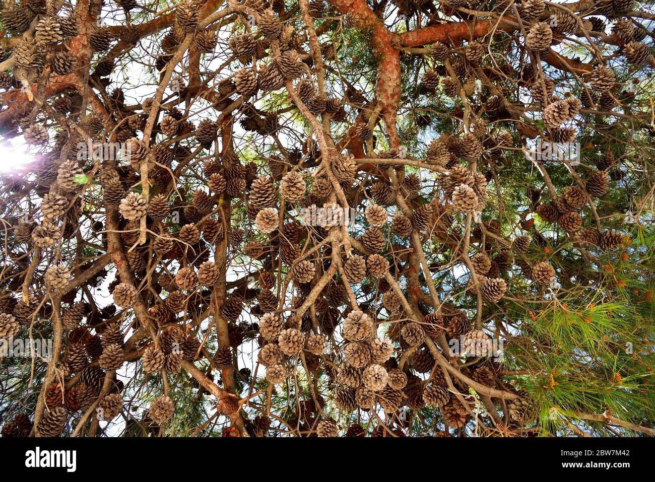 Pine tree branch with many pine cones. Stock Photo