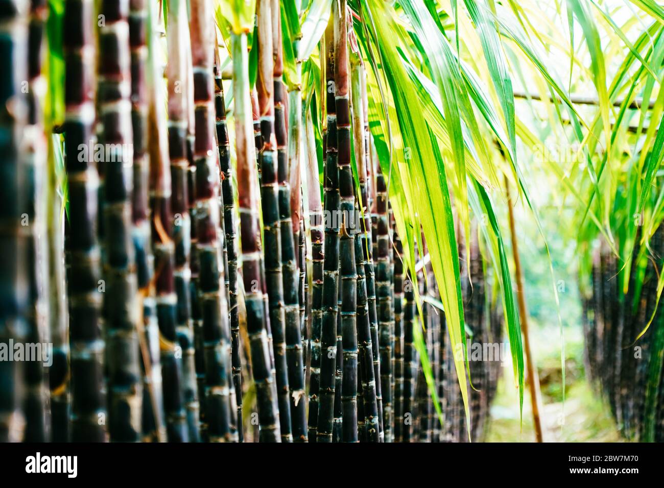 Sugarcane Wallpaper
