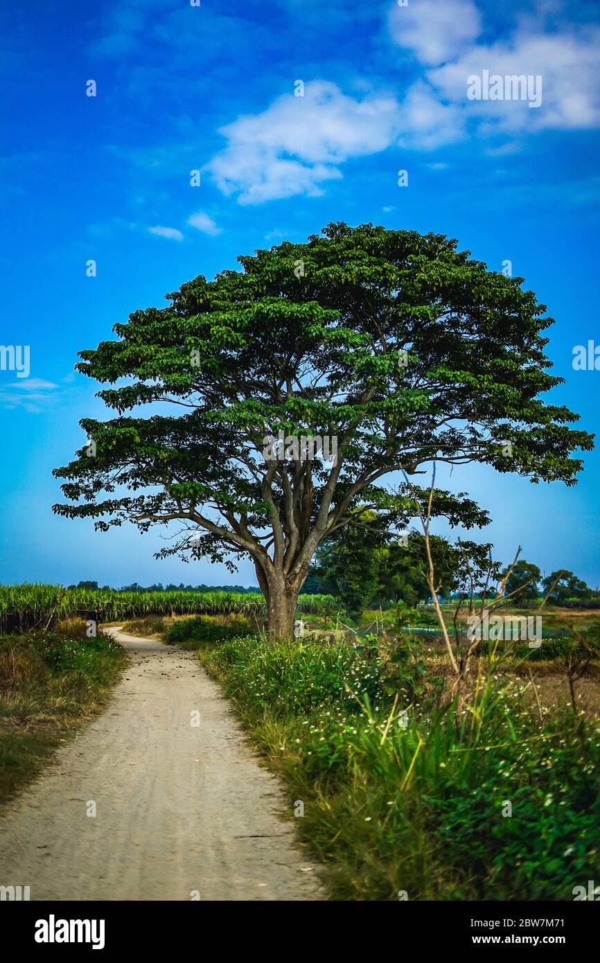 a chinese parasol tree (firmiana simplex)(a scene in the movie Mat biec) grow lonely in the fields near Do Do village, Quang Dien district, Hue, Vietn Stock Photo