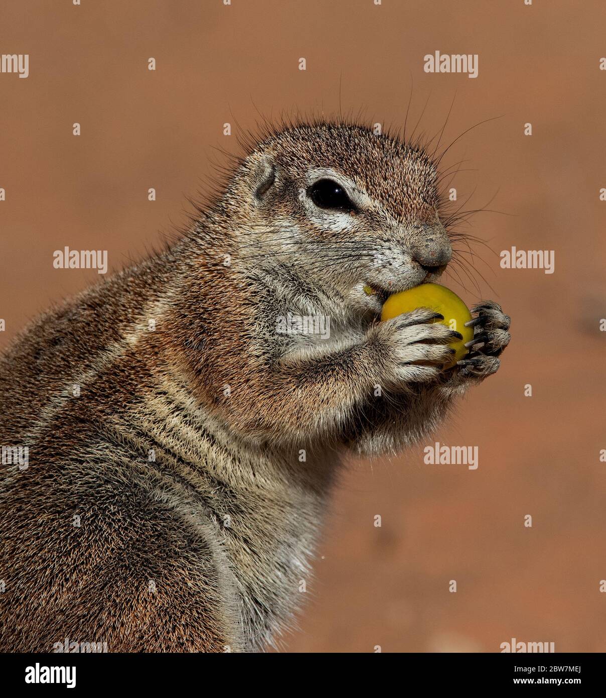 funny groundsquirrell kalahari, south africa Stock Photo