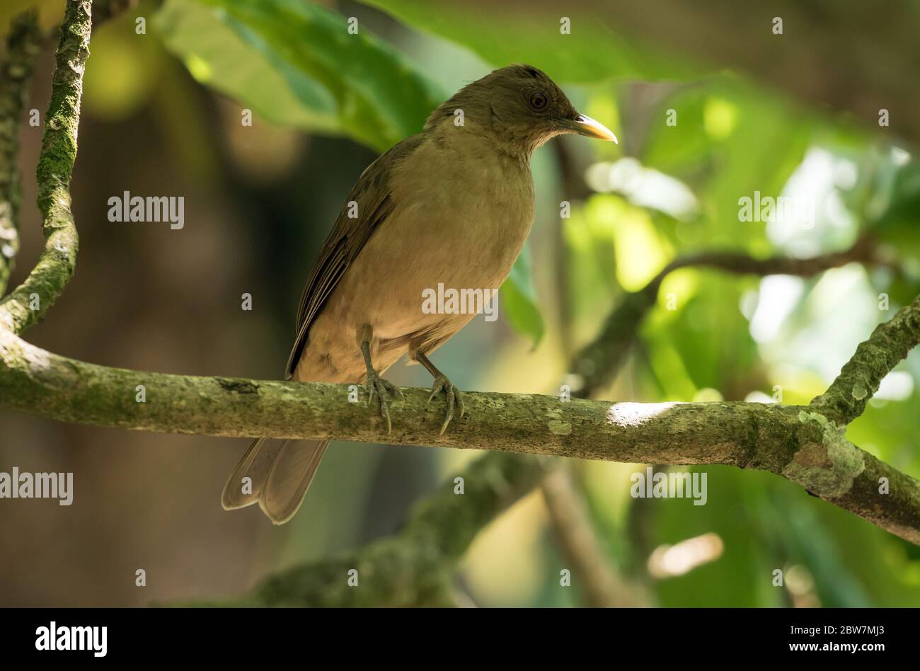 Closeup of Clay-colored Thrush(Turdus grayi) perching on a branch in Panama.This is the national bird of Costa Rica Stock Photo