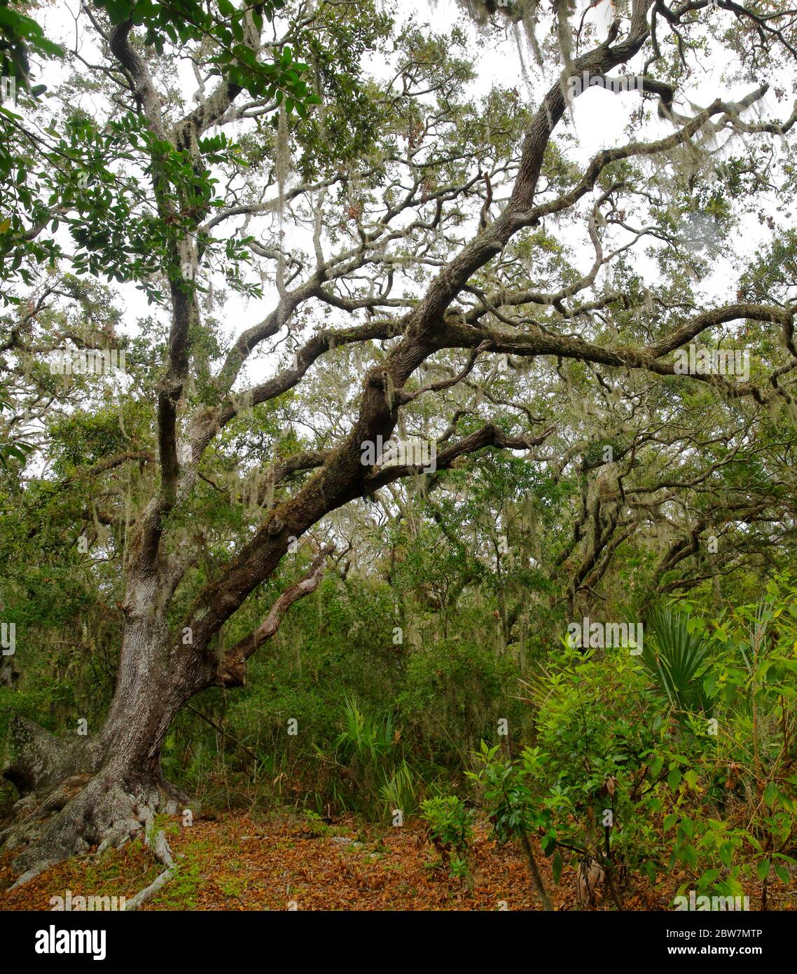 Lush tropical woods with abundant Spanish moss draping branches of live