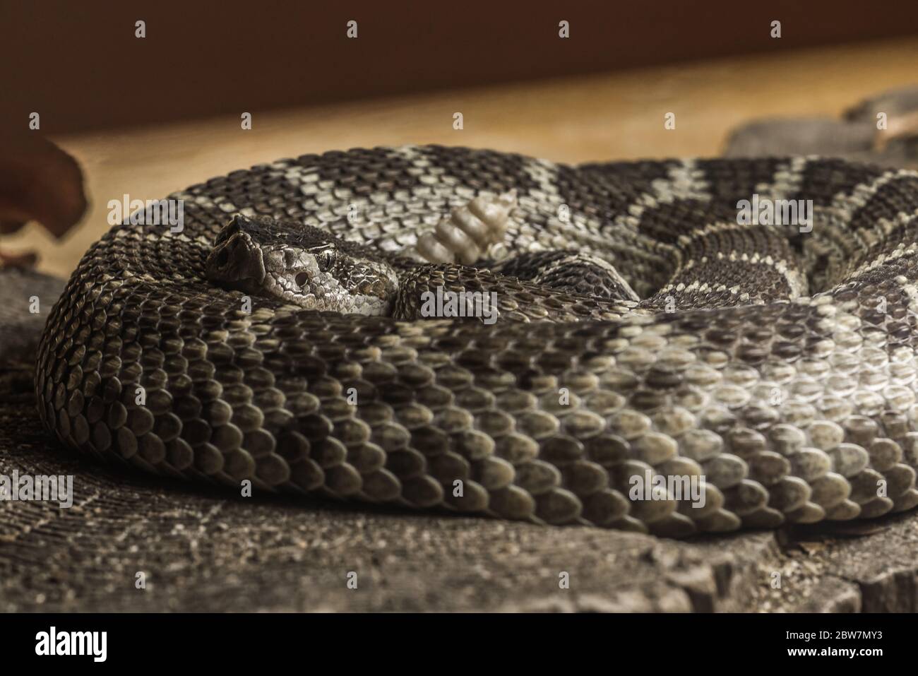 Close up of a Northern Pacific Rattlesnake Stock Photo