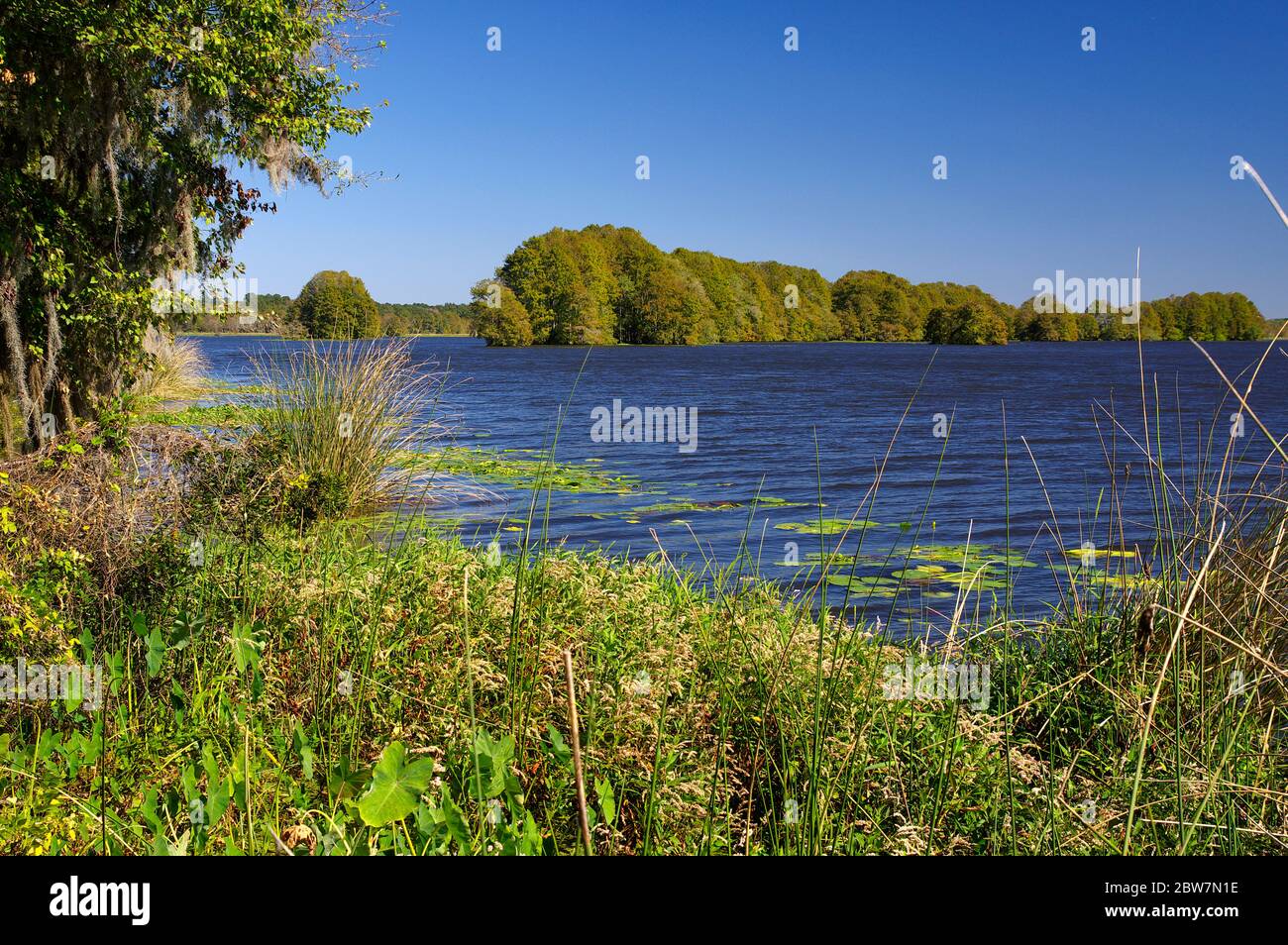 The Lake Talquin State Park and Forest with tall glorious pine trees and old oaks trees in Tallahassee, Florida Stock Photo