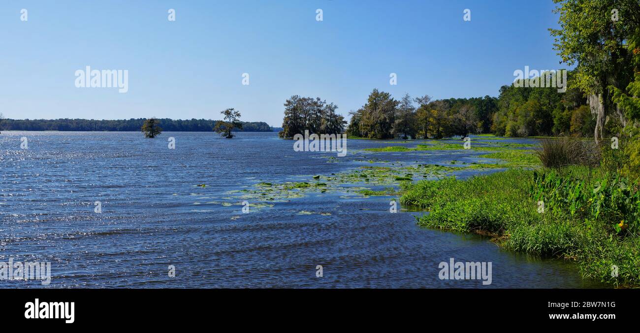 The Lake Talquin State Park and Forest with tall glorious pine trees and old oaks trees in Tallahassee, Florida Stock Photo