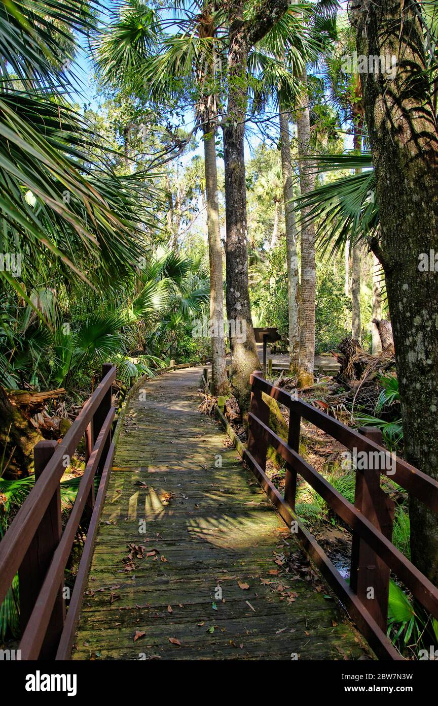 Wooden boardwalk in the recreation area in the Ocala National Forest