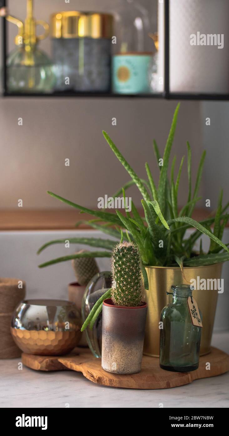 desert plants on the kitchen counter Stock Photo