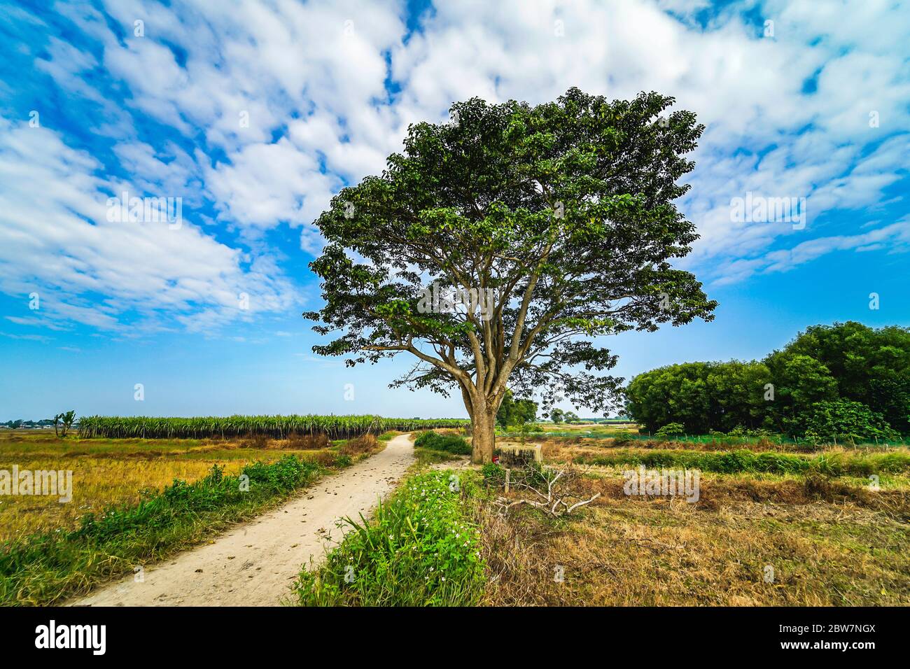 firmiana simplex chinese parasol tree